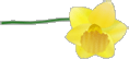 Нарцисс: мой любимый цветок