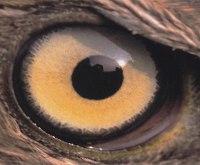 Мудрый глаз Оракула