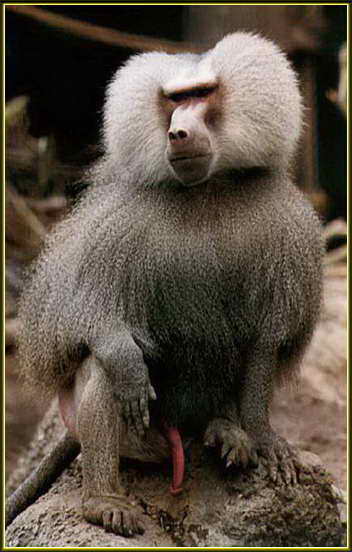 Самец бабуин