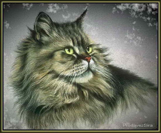 Сибирский кот картинка