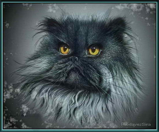 Персидский кот картинка