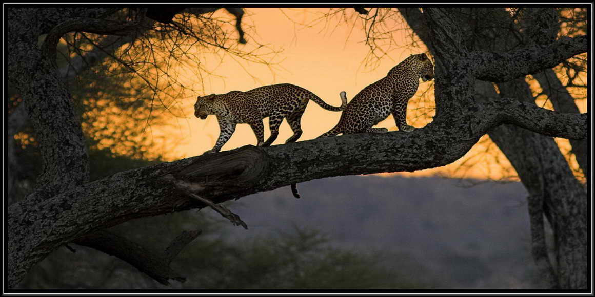 Ночные Гепарды на дереве