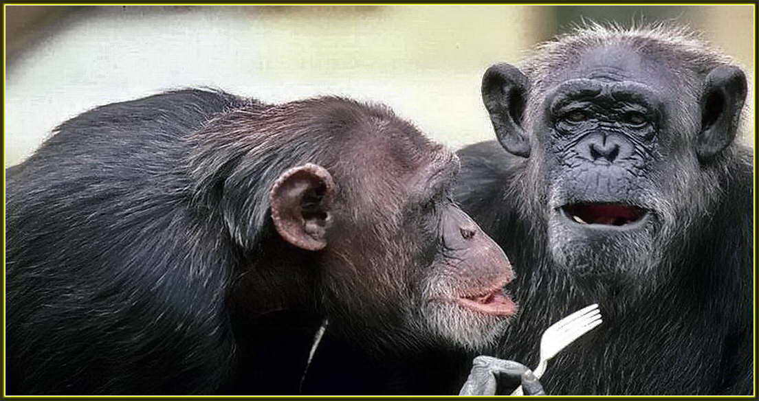 Шимпанзе за обедом