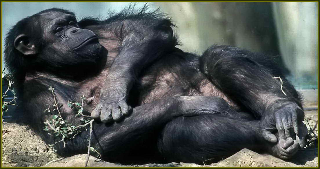 Большие фото шимпанзе
