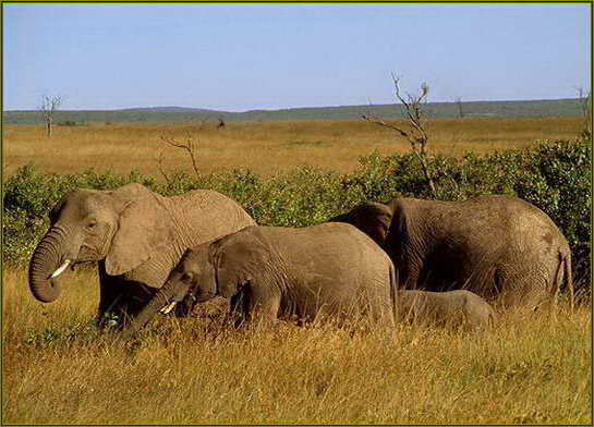 Слоновые (Elephantidae)