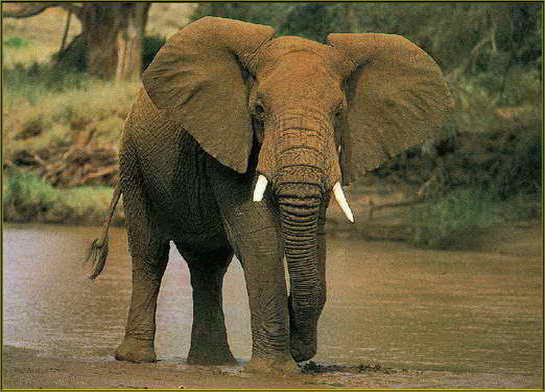 Слон фото