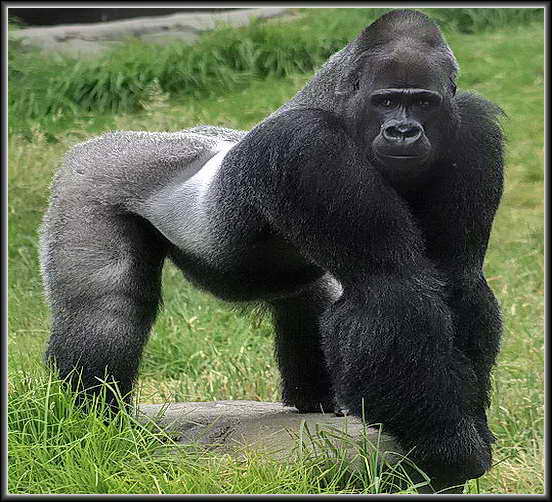 Большая горилла
