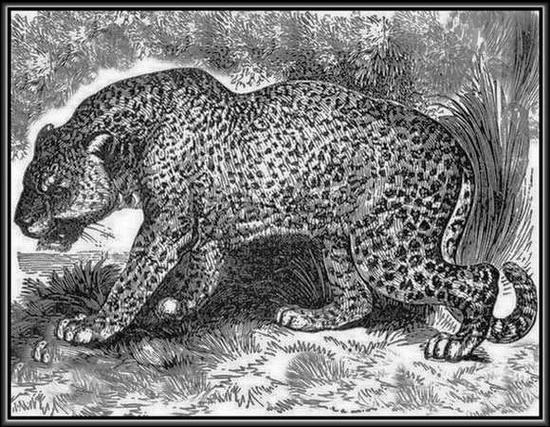 Картина пятнистого Леопарда