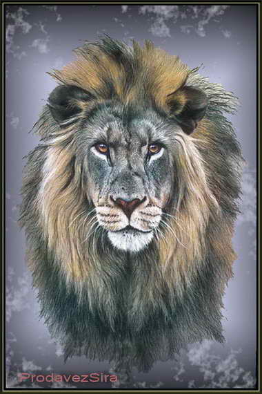 Картинка Африканского Льва