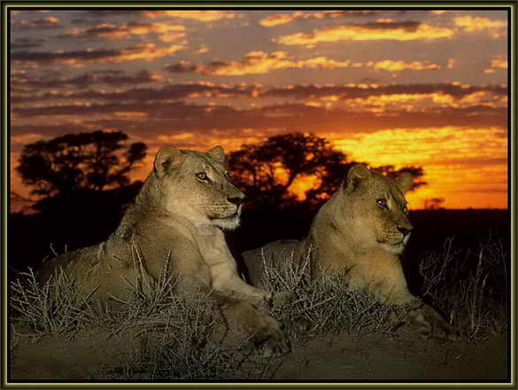 Лев и львица ночью