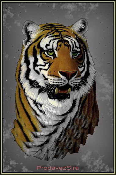 Фотоколлаж Индийский Тигр