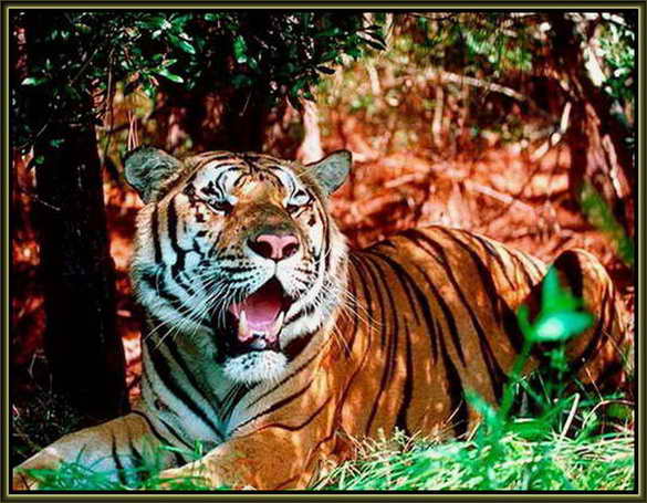 Фотография Индийского Тигра